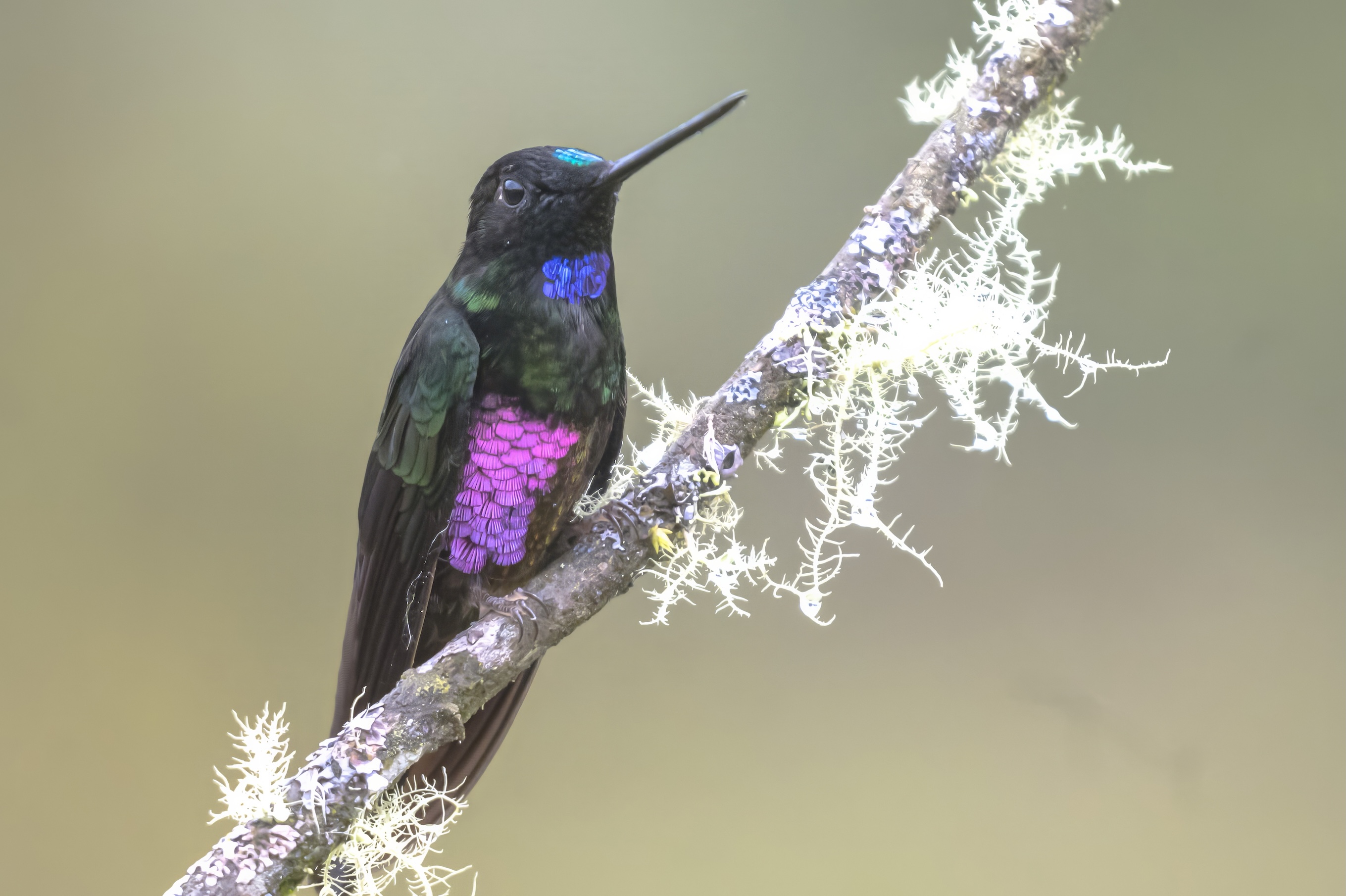 BOGOTÁ ENDEMICS - BIRDING ESCAPE 3D-2N